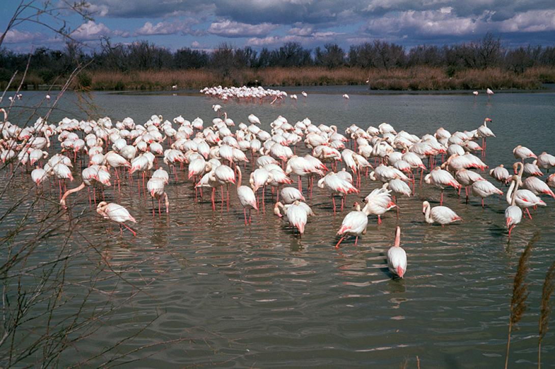 "Flamingos - Saintes-Maries-de-la Mer", Winter 2016 © Samuel Aden